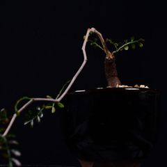 3M5 根挿し パワータンク オペルクリカリア パキプス コーデックス 塊根植物 オペルクリカリアパキプス