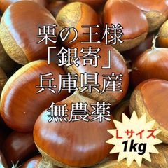 銀寄　サイズL 生栗　1kg