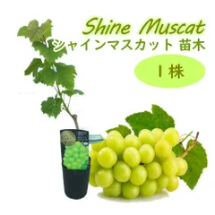 シャインマスカット苗 メルカリ運営接木として確認済 ️⭕️ 確認用 シャインマスカット苗 メルカリ運営接木として確認済