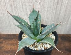 Agave /アガベ オバティサナシースター 美株！ 発根済み 送料込み