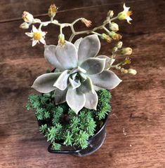 多肉植物　寄せ植え