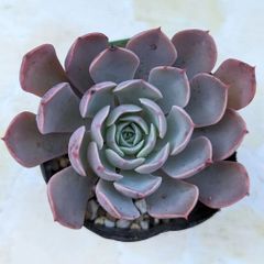 多肉植物　パーペチュア