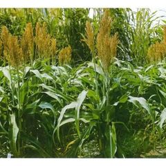 ソルゴーの種　ミニソルゴー　50ｇ　緑肥・土壌調整に　防風・ドリフトガードに　ソルガム