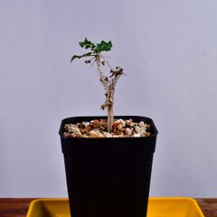 3Q5 実生 ボスウェリア・サクラ Boswellia sacra コーデックス 塊根植物 プレステラ90 ボスウェリアサクラ
