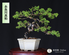 糸魚川真柏 小品盆栽【泰寿園 Online】 現品 一点物 真柏 松柏 松 初心者 室内 鑑賞 趣味 卓上盆栽 盆栽鉢 グリーン 和 ギフト プレゼント 贈答品 ミニ盆栽 誕生日 母の日 父の日 敬老の日 記念日 お祝い 優良葉性 インテリア 2