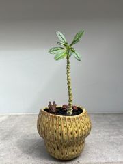 ビトロ苗 8種セット】人気 フィロデンドロンまとめ買い！無菌培養の