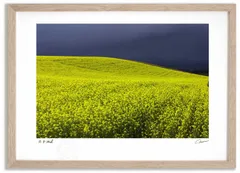 アートフォト 絵画 キガラシ畑1 高橋真澄/インテリア 額入り 額装込 風景画 油絵 ポスター アート アートパネル リビング 玄関 プレゼント モダン アートフレーム 飾る Mサイズ おしゃれ 壁掛け 絵