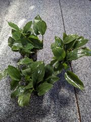 アヌビアスジェイド　1POT
