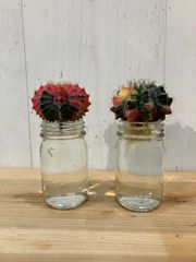 【水耕2種セット】⑥ ギムノカリキウム　ミハノビッチ　緋牡丹錦　現品発送 サボテン 水耕栽培 発根済み ⑭