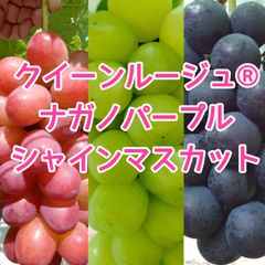 黄金シャインマスカット 甘熟家庭用房2kg 箱込み長野県産種無しぶどう