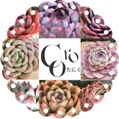 充実苗❣️☆多肉植物 フローレンス錦 エケベリア 韓国苗☆ - メルカリ