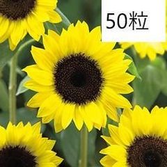 【花の種】5０粒　サンリッチレモン　定番の黄色いひまわり　イエローヒマワリ