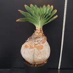 k*1様 ブーファン ハエマンソイデス Amazon｜【現品限り】ブーファン・ハエマンソイデス 1年管理