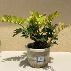 ソテツ　メキシコ　ソテツ　2 楽天市場】メキシコソテツ（種類（植物）ザミア・プミラ）の通販