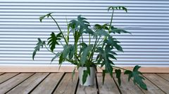 【観葉植物】フィロデンドロン　ラディアタム　5号