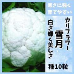 【野菜の種】白カリフラワー「雪月」種１０粒～冬の畑に輝く美しい白カリフラワー