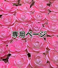 専用ページ　多肉植物　ドロサンテマ　3点