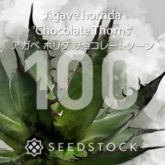 4月入荷 100粒+ アガベ ホリダ チョコレートソーン 種子 種 証明書あり1 アガベの種 Agave horrida 'Chocolate Thorns' 100粒 ゆう