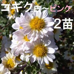 ◎宿根草（多年草）