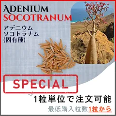 【めちゃおすすめ★良型★早い者勝ち】　アデニウム　タイソコトラナム　03 めちゃおすすめ☆良型☆早い者勝ち】 アデニウム タイソコトラ