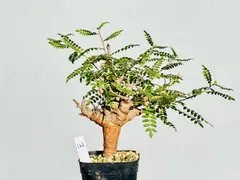 【セール】ボスウェリア　ネグレクタ　No.001　メルカリ便　鉢、送料込 2025年最新】ボスウェリア ネグレクタの人気アイテム - メルカリ