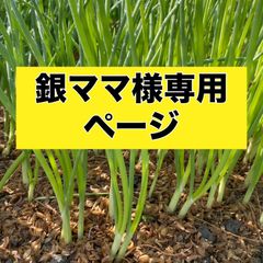 銀ママ専用ページ‼️玉ねぎ苗