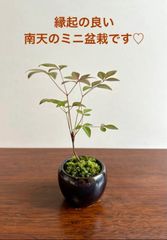 【限定】ミニ盆栽　ナンテン（南天）夜空色の鉢