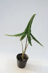 2025年最新】里芋の苗の人気アイテム - メルカリ