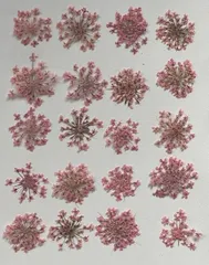 押し花素材パック　レースフラワー（薄ピンク）20個入　No1059