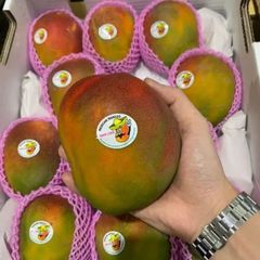 「7月‐中元限定出荷」アップルマンゴー  1箱4玉（1玉～４５０gr）