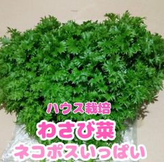 なおこ追加あられ⑱大きめ!❣️ ももホイップ❣️6苗メルカリ便送料込 ぷぷ＊ - メルカリShops