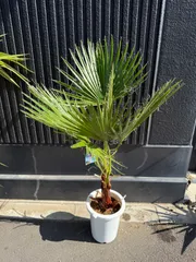 ❶ワシントンヤシ★引取限定★幹高1m50 2025年最新】Yahoo!オークション -ワシントンヤシの中古品・新品