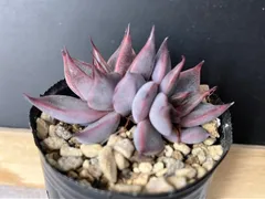 2025年最新】紫式部サボテン相談室の人気アイテム - メルカリ