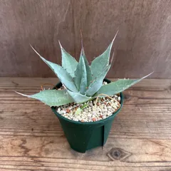 アガベ  品種不明③ Agave アガヴェ 竜舌蘭 リュウゼツラン  現品 観葉植物 観葉 植物 珍奇植物 珍奇 珍しい レア 希少 インテリア