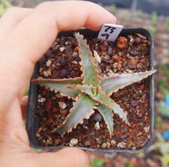 21AAA ハオルチア　多肉植物　赤い鳥糊斑　自家繁殖 Amazon.co.jp: ハオルチア 多肉植物 紫王オブツーサ錦糊斑 自家