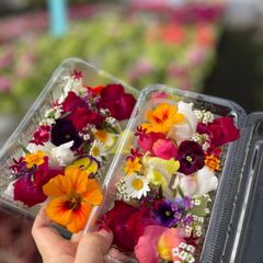 エディブルフラワー　食用花　2パック
