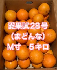愛果28号（まどんな）愛媛県産　Ｍ玉　多少の傷あり　５キロ