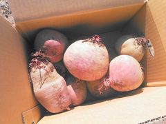 ビーツ　北海道産10kg詰め　常温発送