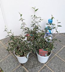 【３鉢セット】　ガストロロビウム　ブラックルビー　オージープランツ　黒花　苗木　希少種　ガーデニング　寄植え　売り尽くし