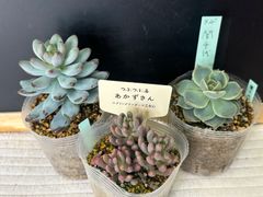 トリックオアトリート ぼのぼのさん苗 抜き苗 第四種郵便 - メルカリ