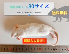 【送料無料】国産冷凍ラット80サイズ 10匹入@即購入OK！北海道・沖縄の方も送料無料です！