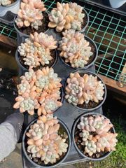 抜き苗 パフューム群 MY52×18株 ふっくら 多肉植物 エケベリア サボテン 韓国苗 新入荷