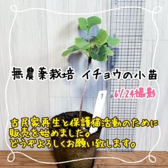 無農薬栽培イチョウの小苗③