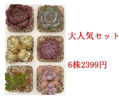 ⑲大きめ苗! 子株2こ付きそわそわ❣️祭囃子❣️群生ちょこん❣️6苗メルカリ便込 緑川ストア - メルカリShops