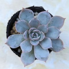 多肉植物　サブセシリス