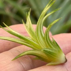 チランジア イオナンタ アルボマルギナータ(アルボマージナータ) Tillandsia ionantha Albomarginata＊エアプランツ＠フラワーショップ江口