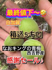 最終値下 青梅 箱込5キロ 数日限定 感謝セール なおキングの梅
