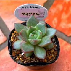 ♥️11 レッドエルリカ(大株・美苗)／usajii うさ爺 多肉植物 2025年最新】うさ爺 多肉の人気アイテム - メルカリ