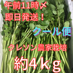 【クール便】【即日発送※土日祝休】農家が育てたクレソン約４ｋｇ【減農薬・減化学肥料栽培】