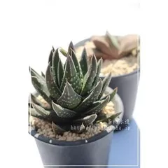 冬の星座Xアストロロバ ハオルチア 2寸ポット ススキノ科 珍しい多肉植物